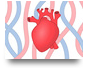 Hjärtats funktion 8b