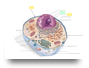 cellula e suoi componenti