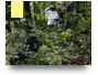 Gorilla Habituation Trip