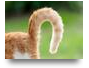guess the animal
