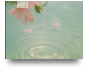 ش